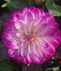 Home multitude of petals